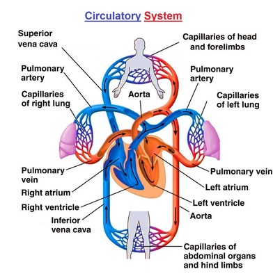 Circulatory System Human Body Systems